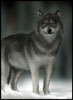 tbcreative - Wolf Painting
